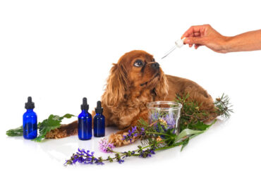 L’aromathérapie dans la médecine traditionnelle : une approche naturelle et efficace